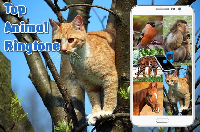 5 Best Animal Sounds Ringtones Apps for Android